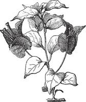 bougainvillea, glabra, blomma, grön, grenar, buske årgång illustration. vektor