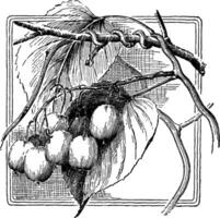 Actinidia Arguta Jahrgang Illustration. vektor