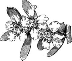 blommande branchlet av leptospermum laevigatum årgång illustration. vektor