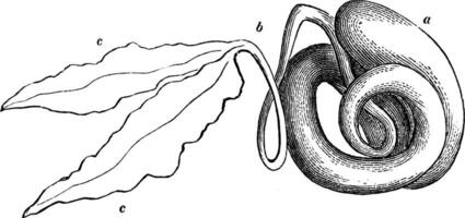 Schlangennuss Jahrgang Illustration. vektor
