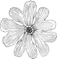 corolla av lychnis fulgens grandiflora årgång illustration. vektor