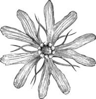 corolla av lychnis fulgens årgång illustration. vektor