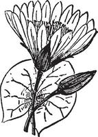 lotus blomma årgång illustration. vektor