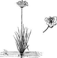 Gewohnheit und Single Blume von Butomus umbellatus Jahrgang Illustration. vektor