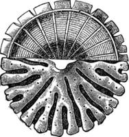 svamp fossil, årgång illustration. vektor