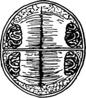 division av mormor cell skede 16 årgång illustration. vektor