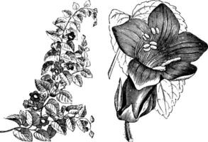 blühen Zweig, freistehend Blume, und Blatt von Maurandya scannen Jahrgang Illustration. vektor