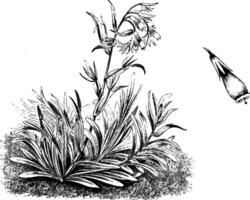 Onosma Stellulatum Tauricum Jahrgang Illustration. vektor