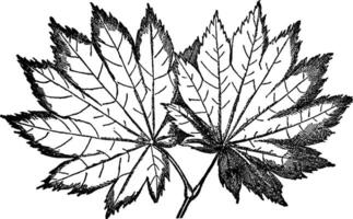 acer japonicum årgång illustration. vektor