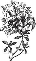 azalea årgång illustration. vektor