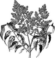 Syringa japonica Jahrgang Illustration. vektor