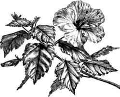 blommande gren av hibiskus rosa-sinensis årgång illustration. vektor