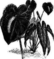 Anthurium andreanum Blume Jahrgang Illustration. vektor
