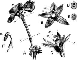 Pelargonie blühen und nektar Jahrgang Illustration. vektor