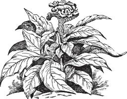 Celosia Cristata Jahrgang Illustration. vektor