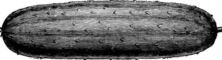 rawsons vit ryggrad gurka årgång illustration. vektor