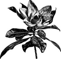 blommande branchlet av magnolia grandifolia årgång illustration. vektor