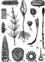 Marattiaceae und Ophioglossaceae Jahrgang Illustration. vektor