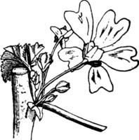 fascicle av malva blommor årgång illustration. vektor