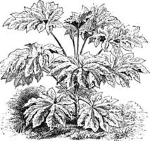 fatsia, paprifera, vintergröna, buskar, sydlig, Japan, taiwan, buske, stjälkar årgång illustration. vektor