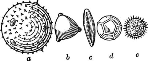 pollen korn årgång illustration. vektor