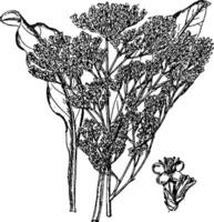 limonium vulgare årgång illustration. vektor