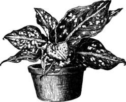 Aglaonema Kostüm Jahrgang Illustration. vektor