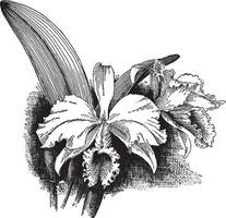 cattleya warscewoo gigas årgång illustration. vektor