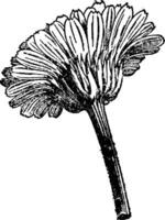 ringblomma blomma årgång illustration. vektor