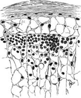 sektion av de lymfatisk körtel som visar de adenoid retikulum årgång illustration. vektor