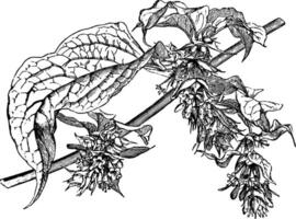 blommande gren av leycesteria formosa årgång illustration. vektor