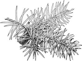 torreya taxifolia årgång illustration. vektor