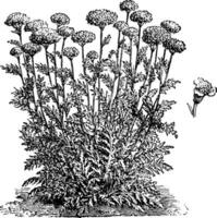 achillea eupatorium blommor årgång illustration. vektor