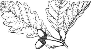 Ast von Quercus Platanoide Jahrgang Illustration. vektor