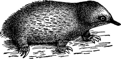 echidna årgång illustration. vektor