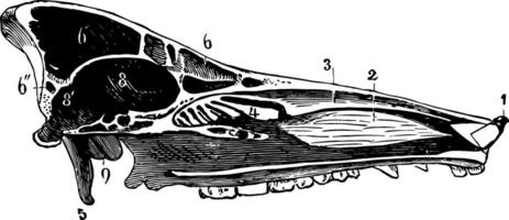 skalle av en gris årgång illustration. vektor