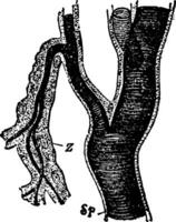 Tracheal Stengel und Geäst Jahrgang Illustration. vektor