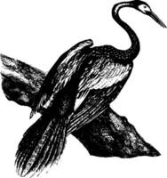 Anhinga Jahrgang Illustration. vektor