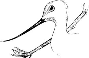 avocets huvud och fot årgång illustration. vektor