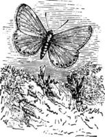 Lycaena Aegon Jahrgang Illustration. vektor