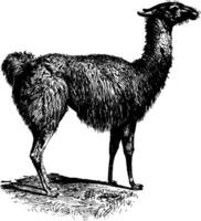 Guanaco Jahrgang Illustration. vektor