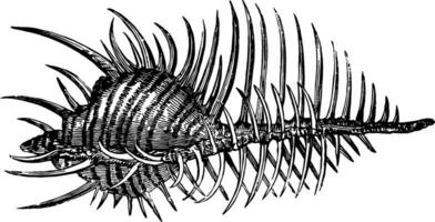 Murex Jahrgang Illustration. vektor