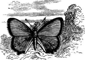 thecla Quercus Jahrgang Illustration. vektor