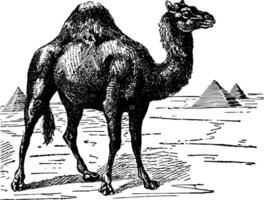 Dromedar Kamel Jahrgang Illustration. vektor
