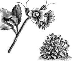 Gewohnheit und freistehend blühen Zweigchen von Phacelia Viscida Jahrgang Illustration. vektor