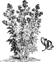 Aconitum variegatum vana och blomma årgång illustration. vektor