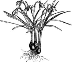 Galanthus Nivalis Jahrgang Illustration. vektor