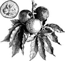 Weiß Sapote Jahrgang Illustration. vektor