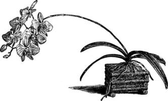 Phalaenopsis amabilis Jahrgang Illustration. vektor