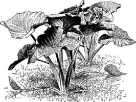 xanthoceras sagittifolium Jahrgang Illustration. vektor